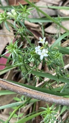 Asperula scoparia