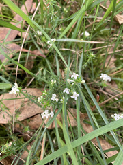 Asperula scoparia
