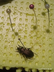 Carabus arvensis