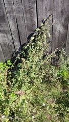 Amaranthus retroflexus