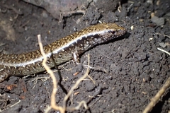 Towns' Skink photo 1