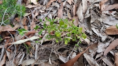 Xanthosia tridentata