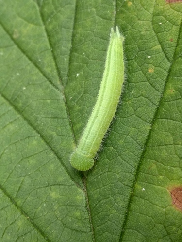 Coenonympha amaryllis