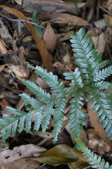Davallia solida pyxidata