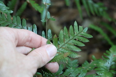 Davallia solida pyxidata