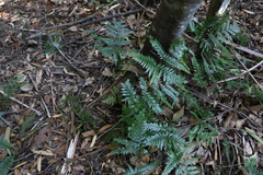 Davallia solida pyxidata
