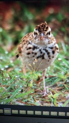 Passeriformes