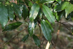 Cryptocarya macdonaldii