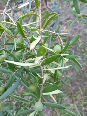 Persoonia mollis ledifolia