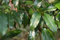 Cryptocarya macdonaldii