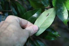 Cryptocarya macdonaldii