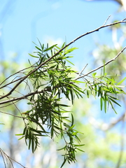 Leptospermum brachyandrum