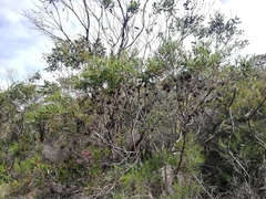 Eucalyptus mcquoidii