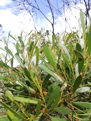 Eucalyptus mcquoidii