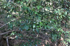 Cryptocarya macdonaldii