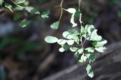Synostemon albiflorus