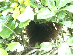 Erebus hieroglyphica