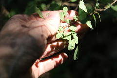 Synostemon albiflorus