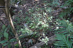 Synostemon albiflorus