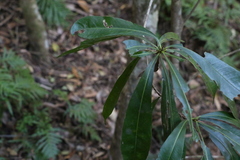 Planchonella chartacea