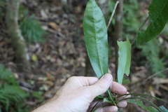 Planchonella chartacea