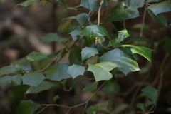 Alchornea ilicifolia