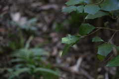 Alchornea ilicifolia