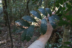 Cupaniopsis serrata