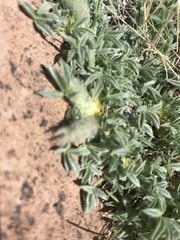 Trifolium andersonii