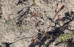 Pelargonium dipetalum