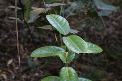 Wilkiea macrophylla
