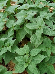 Urtica dioica