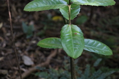 Wilkiea macrophylla