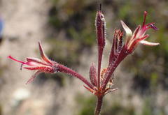 Pelargonium dipetalum