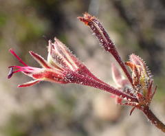 Pelargonium dipetalum