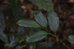 Beilschmiedia obtusifolia