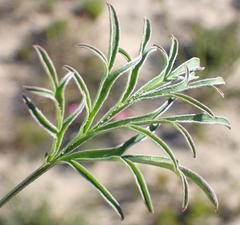 Pelargonium dipetalum