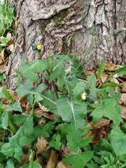 Sonchus oleraceus