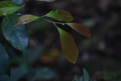 Beilschmiedia obtusifolia