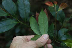 Beilschmiedia obtusifolia