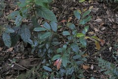 Beilschmiedia obtusifolia