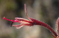 Pelargonium dipetalum