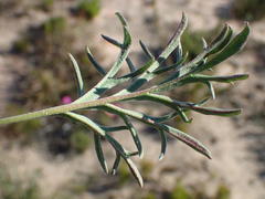 Pelargonium dipetalum