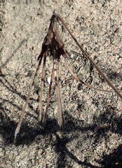 Pelargonium dipetalum
