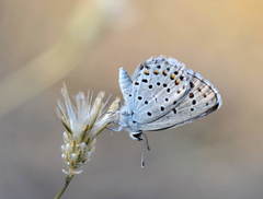 Pseudophilotes astabene