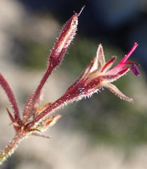 Pelargonium dipetalum