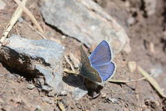 Polyommatus actinides