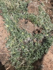 Trifolium andersonii