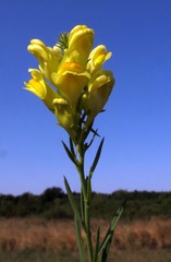 Linaria biebersteinii ruthenica
