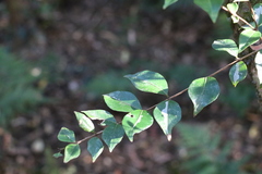 Backhousia myrtifolia